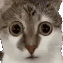 scaredcat emote