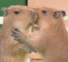 CapybaraHug emote