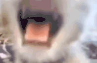 Abebebe emote