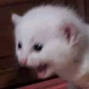 CatKek emote
