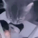 Sushi emote