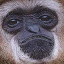 Unmonker emote