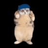 AnimierteDanceCat animated emote