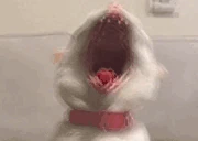 AaAaAaA emote