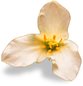 flower_white emote