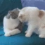 kissykissy emote