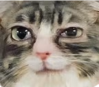 Smirk emote