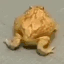 frogbop emote