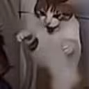 CAT_SARCASM_PANIC emote