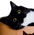 maxwellwat emote