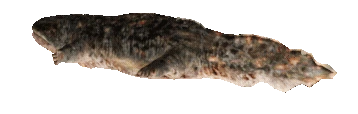DelLagoel emote