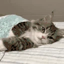 GoodNight emote
