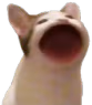 poppincat emote