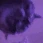 PartyCat emote