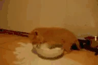 nooomymilk emote