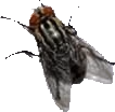 Fly emote