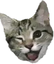 Wink_Cat emote