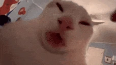 LIZUN emote