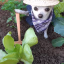farming emote
