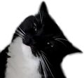 maxwellwtf emote