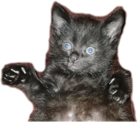 Cat_wtf emote