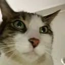 cat_stare emote