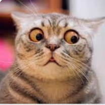 cat emote