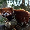 redpanda_angry_stare emote