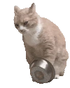 catBowl emote