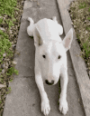 Sadge animated emote