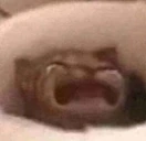 waaa emote