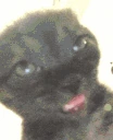 brainrot emote