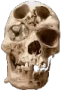 skull_merged emote