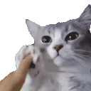 catVibe emote