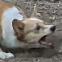 fox_battle emote