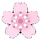 cherryblossomspin emote