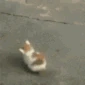cat_bonk emote