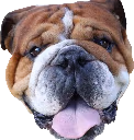 roscoe_hamilton emote