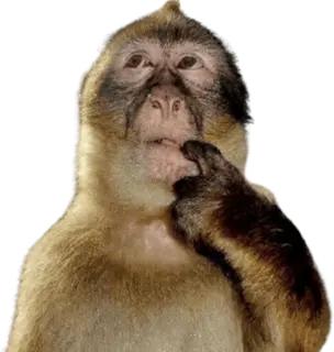 monkeythink emote