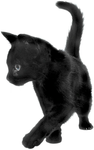 BlackCat emote