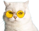 coolkat emote