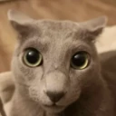 wtfcat emote