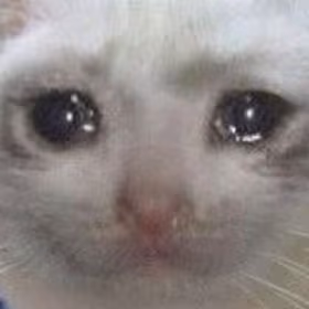 catto emote