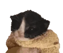 meow emote