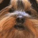 BBSingingAtYou emote