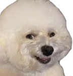 Sneaky_Bichon emote