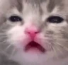 SadKitty emote