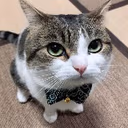 CE_GentleCatLooking emote