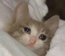 CE_SleepCat3 emote