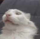 PauseChamp emote